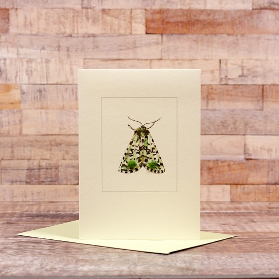 Merveille du Jour Moth card